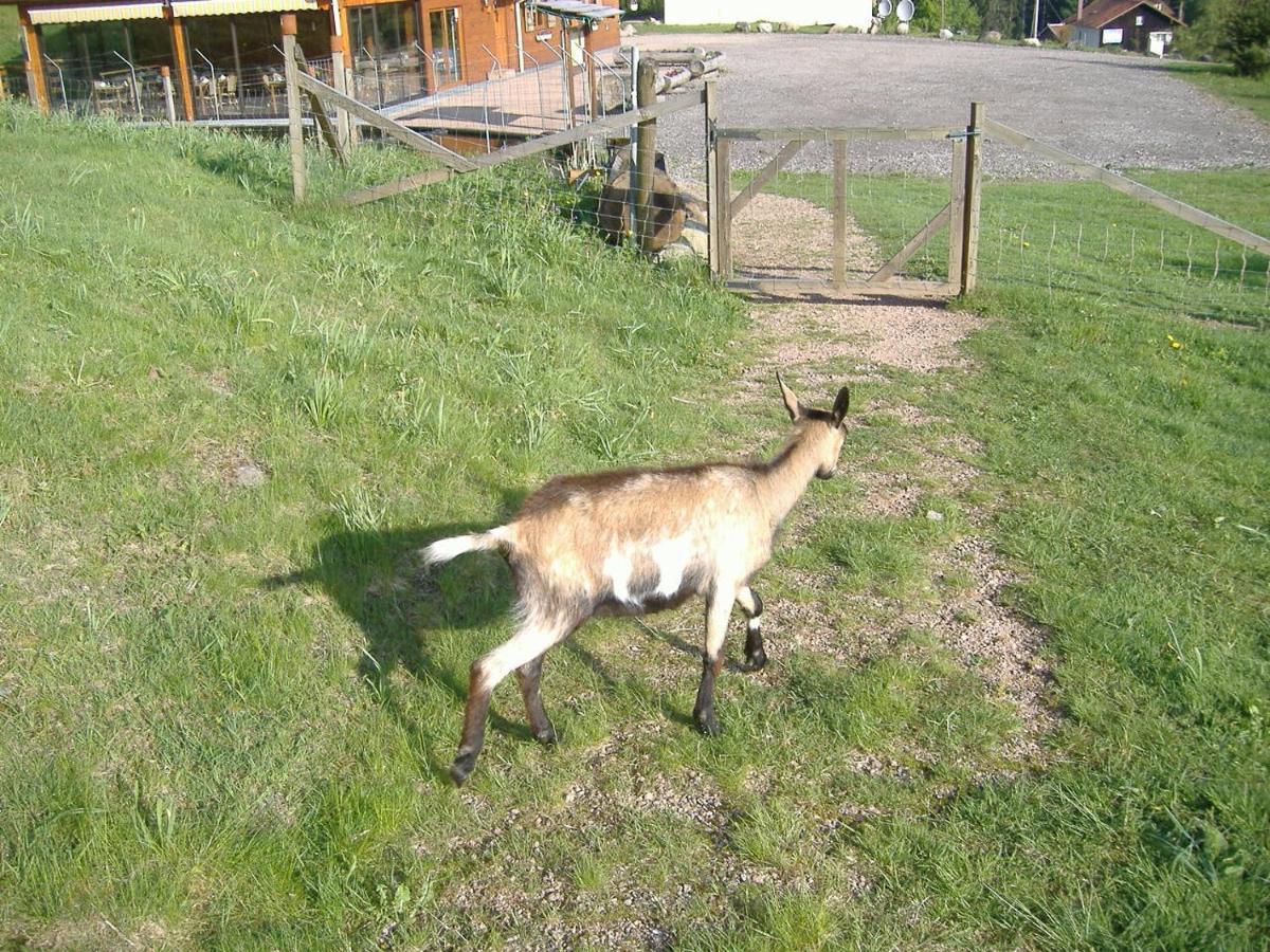 Les Gites De La Bergerie Xonrupt-Longemer Dış mekan fotoğraf